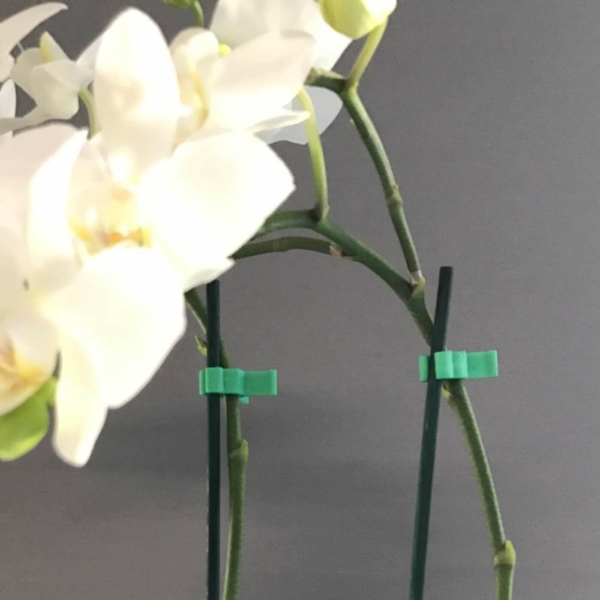 orchid-clip-application-1