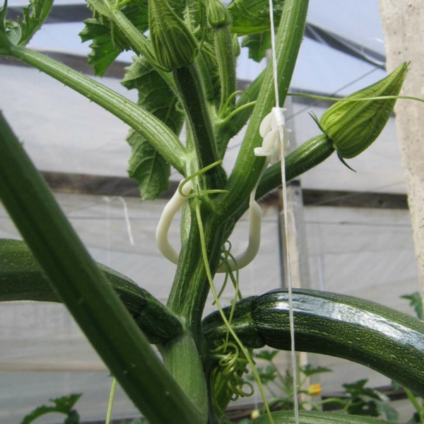 zucchini-hook-vertical-growth
