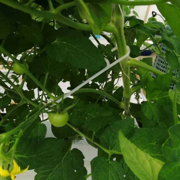 stem-hook-tomato