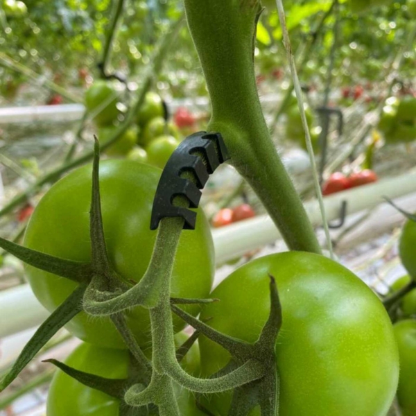truss-support-tomato