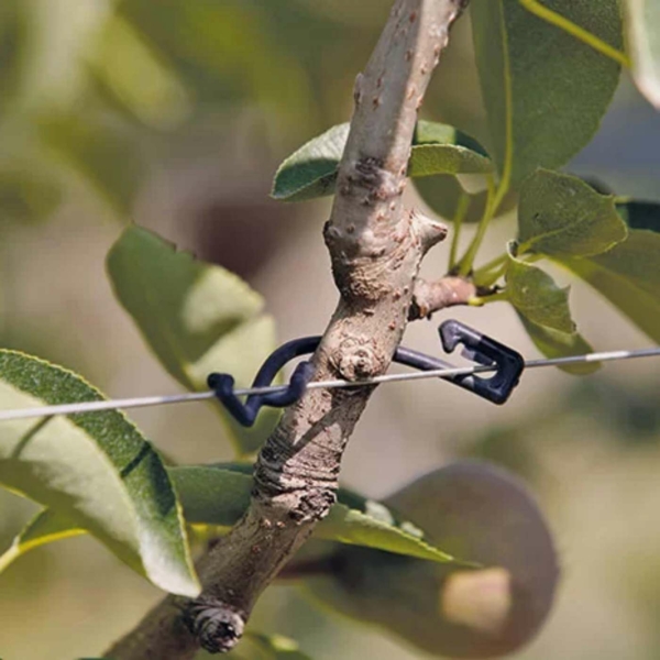 fruit-connector-piccoli frutti-frutteti