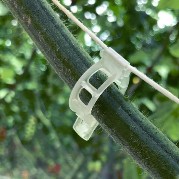 tomato-cucumber-clips