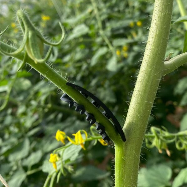 soportes-de-racimo-flexibles